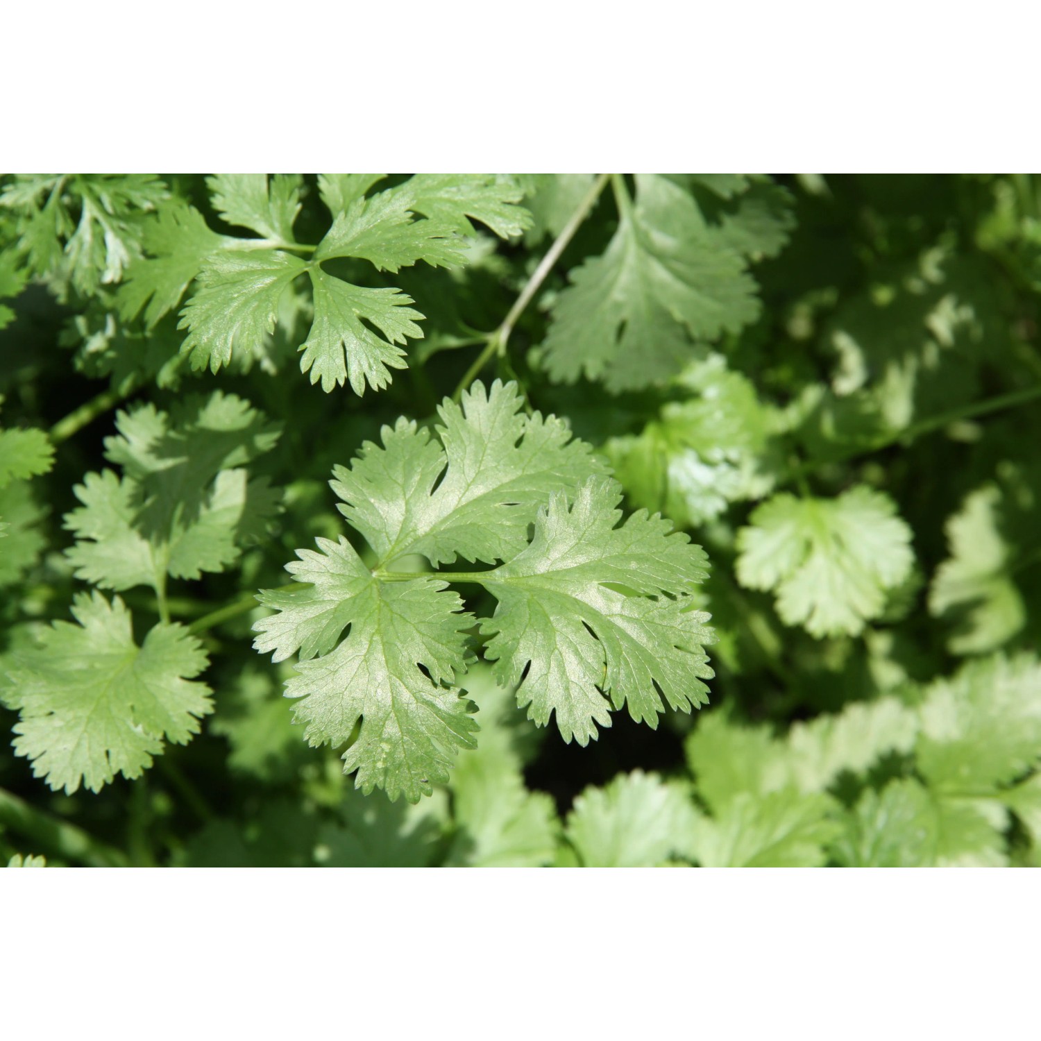 Frischer, grüner Koriander (Topf-Ø 12cm) im Detail. Küchenkräuter für asiatische Gerichte.