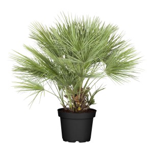 Zwergpalme (Chamaerops humilis) im schwarzen Topf, ca. 40 cm Ø, für Innenräume.