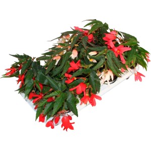 Begonie Boliviensis im Topf mit roten und weißen Blüten, ideal für Balkon und Garten.