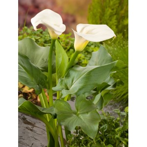 Elegante, weiße Zantedeschie (Calla) im Topf, ideal für den Teichrand.