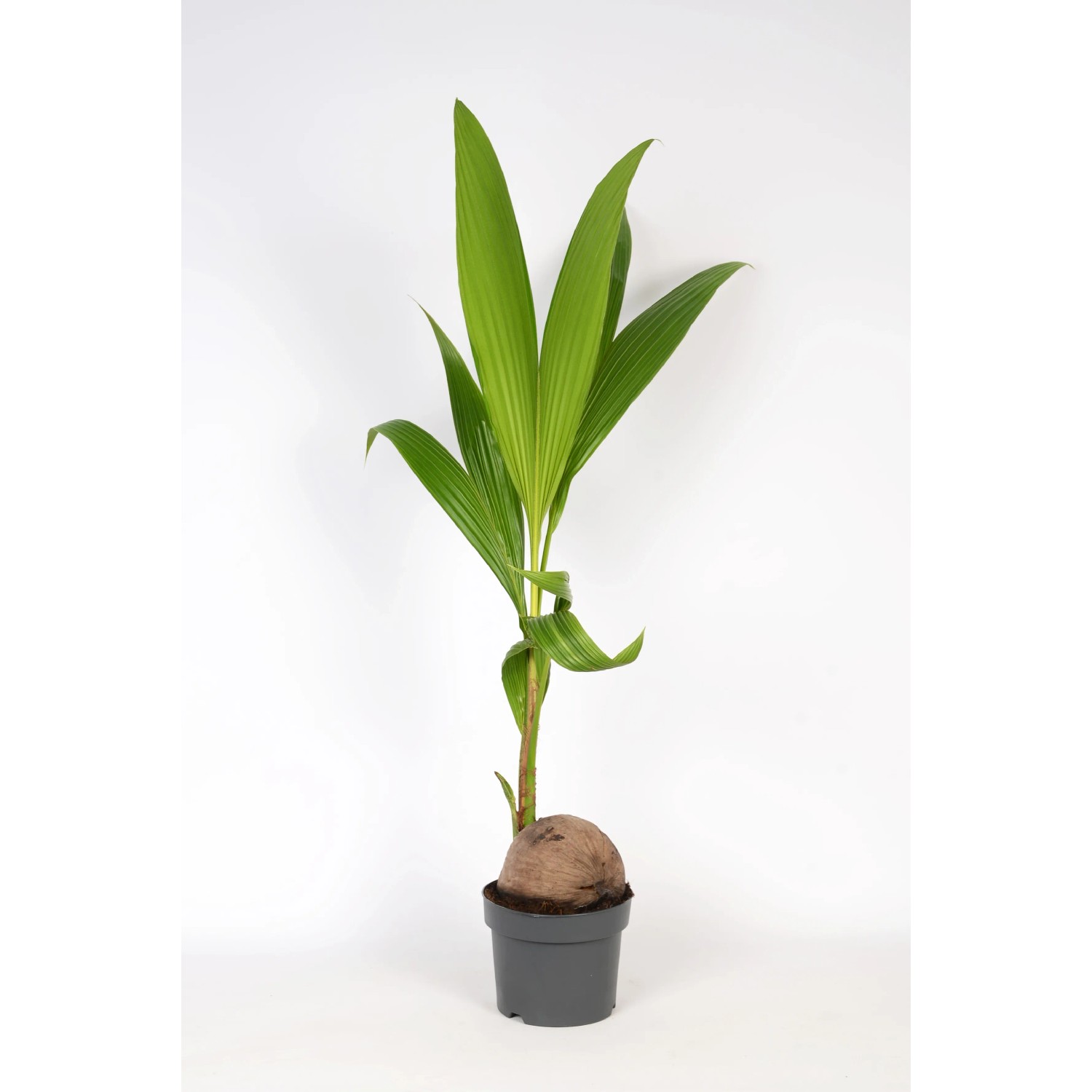 Kokospalme Topf- 19 cm Cocos nucifera kaufen bei OBI