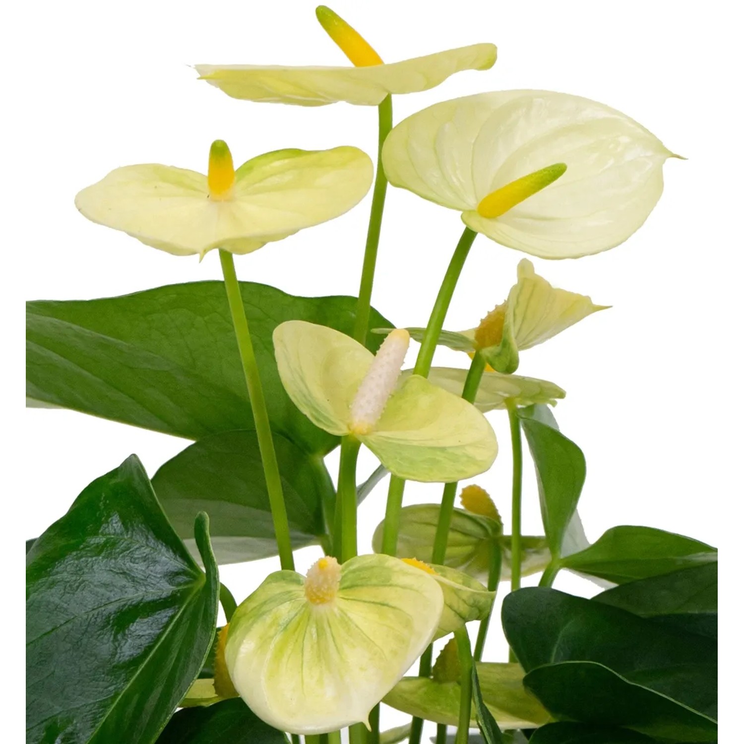GROW by OBI Flamingoblume Gelb Hhe 35 - 45 cm Topf  12 cm Anthurium  Andreanum kaufen bei OBI