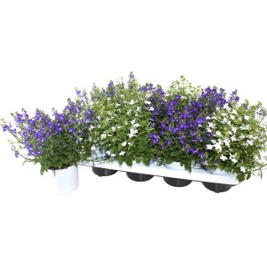 Blau blühende Lobelien (Glockenblumengewächse) im Topf, ideal für Balkon und Garten.