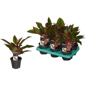 Kolbenfaden Aglaonema crete, Grünpflanze mit rot-grünen Blättern im Topf, ca. 25-30cm hoch.