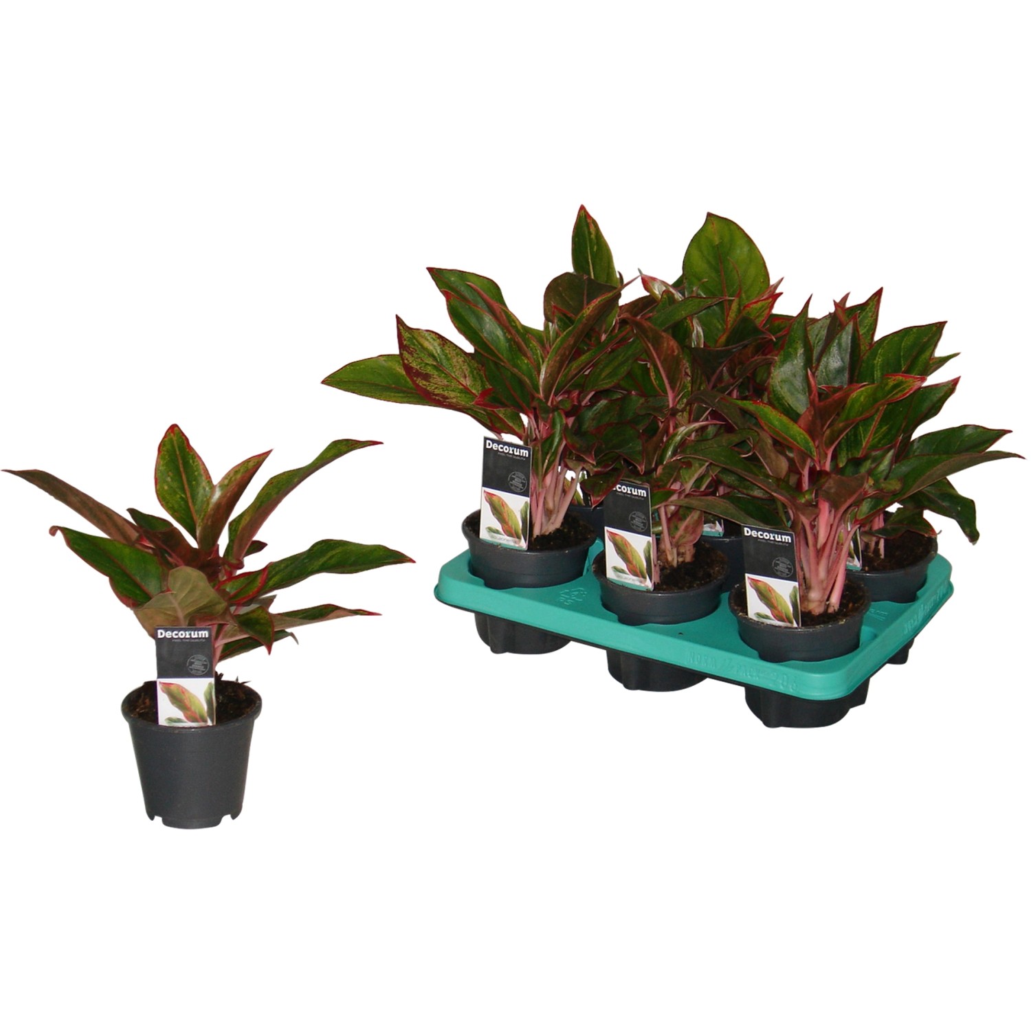 Kolbenfaden Aglaonema crete, Grünpflanze mit rot-grünen Blättern im Topf, ca. 25-30cm hoch.