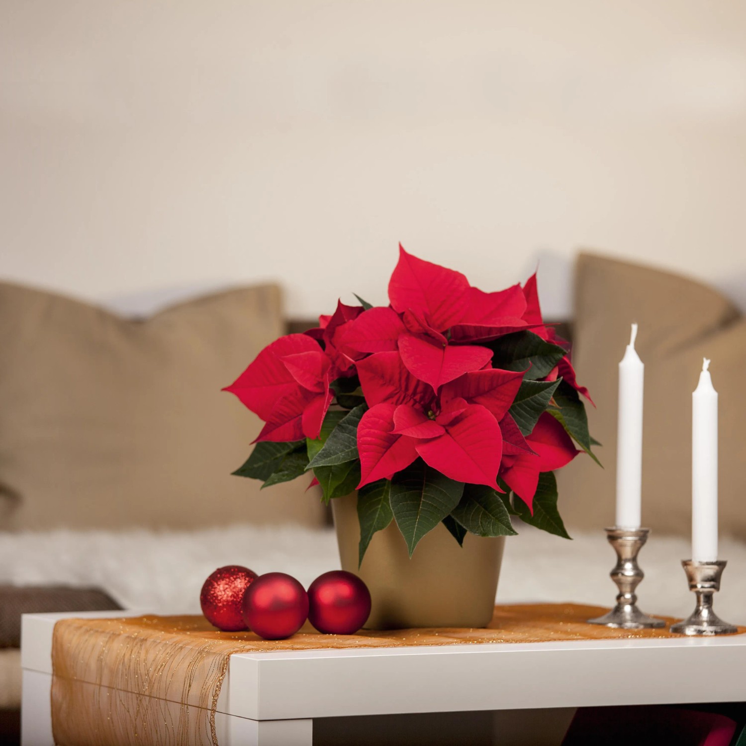 GROW by OBI Weihnachtsstern mit 5-7 Brakteen Rot Topf- ca. 13 cm kaufen  bei OBI