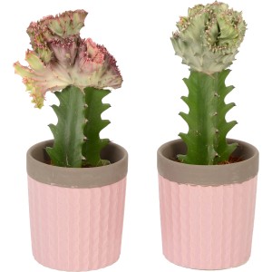 Arrangement Korallen-Wolfsmilch im Topf (Ø 8cm), zwei Pflanzen in rosa Keramiktöpfen.