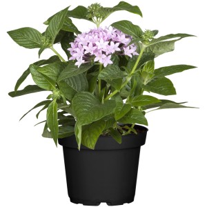 GROW by OBI Fünfzahlstrauch (Pentas lanceolata) im Topf mit zarten, helllila Blüten.