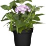 GROW by OBI Fünfzahlstrauch (Pentas lanceolata) im Topf mit zarten, helllila Blüten.