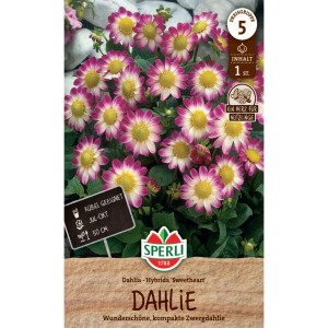 Sperli Dahlie Sweetheart: Lilarosa-weiße Zwergdahlie mit gelber Mitte, geeignet für Kübel.