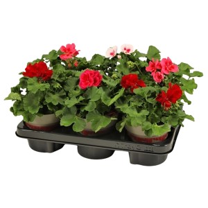 Geranium Calliope Farbauswahl im Topf, verschiedene Farben, ideal für Balkon und Garten.