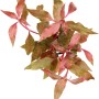 Dennerle Aquariumpflanze Alternanthera Reineckii Red Ruby mit roten Blättern.