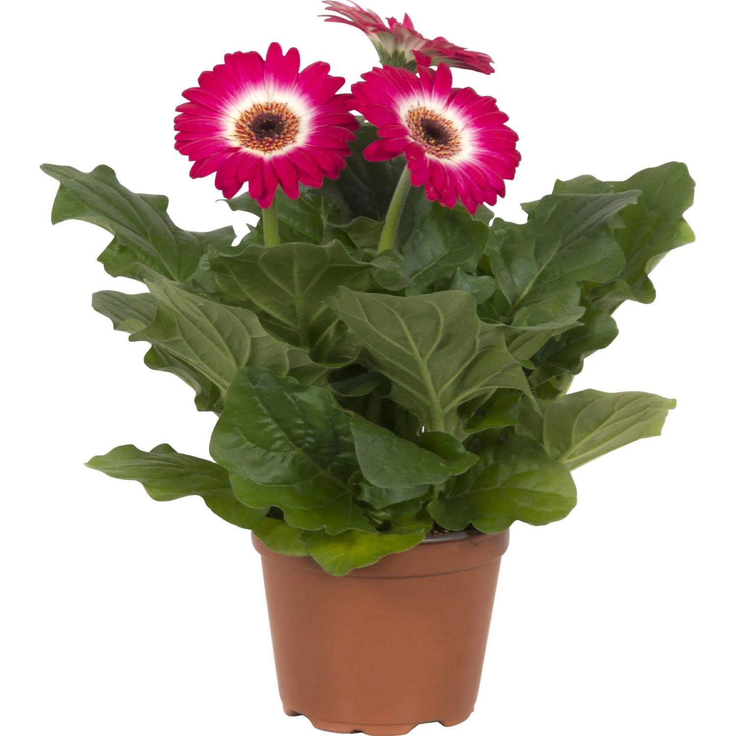 Gerbera "Twister" verschiedene FarbenTopf- ca. 12 cm kaufen bei OBI