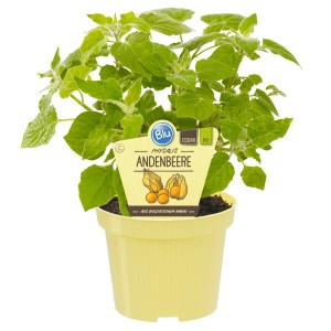 Blu Andenbeere im Topf (ca. 12 cm Ø) mit grünen Blättern und gelben Früchten.