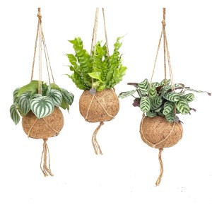 Drei verschiedene Grünpflanzen in Kokodama-Ampeln, hängend.