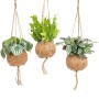 Drei verschiedene Grünpflanzen in Kokodama-Ampeln, hängend.
