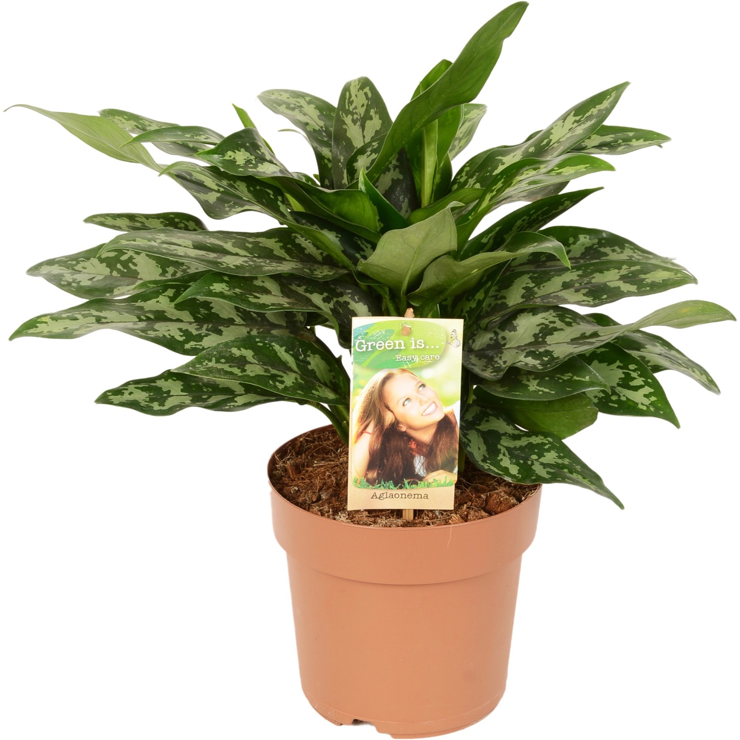 Kolbenfaden "Maria" Höhe ca. 40 45 cm TopfØ ca. 17 cm Aglaonema