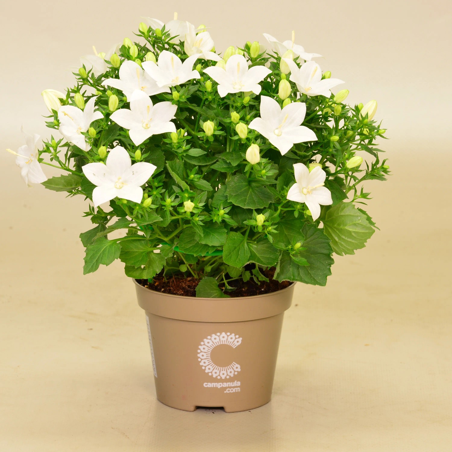 Glockenblume "Atlanta White" Hhe ca. 20 - 30 cm Topf- ca. 11 cm C kaufen  bei OBI