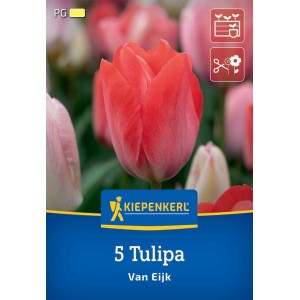 Kiepenkerl Darwin-Hybrid-Tulpe Van Eijk, 5 Stück. Rosa-weiße Blüte, ideal als Schnittblume.