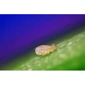 Nahaufnahme einer Raubmilbe (Neoseiulus californicus) auf einem Blatt, zur biologischen Schädlingsbekämpfung.