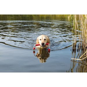 Golden Retriever schwimmt mit Trixie Dog Activity Mot-Long Wasserspielzeug im See.