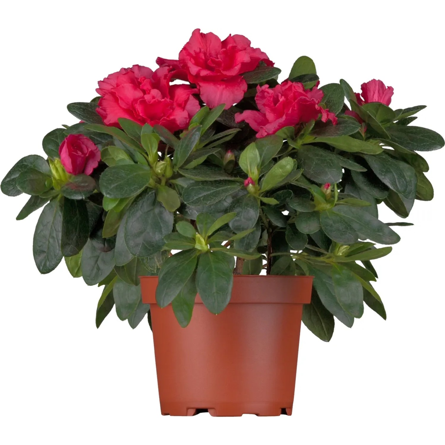 Zimmer-Azalee Rot Pflanzen- ca. 30-32 cm Topf- ca. 15 cm Azalea kaufen  bei OBI