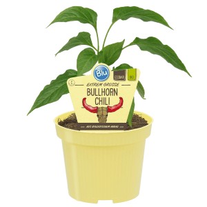 Blu Bio-Bullhorn-Chili im Topf (Ø 12cm). Milde Chili-Sorte für Balkon und Salat.