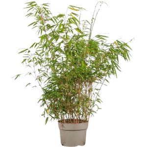 Schirmbambus 'Rufa' im Topf, ca. 60-80 cm hoch. Ideal als Hecke oder Sichtschutz.
