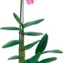 Bambus-Orchidee 'Sa-Nook' mit rosa Blüten im Topf.
