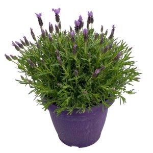 Lila GROW by OBI Lavendel (Lavandula stoechas) im Topf, ca. 30-50 cm hoch.