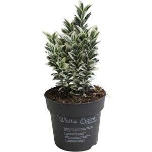 Japanischer Spindelstrauch White Spire im Topf, grüne Blätter mit weißem Rand.