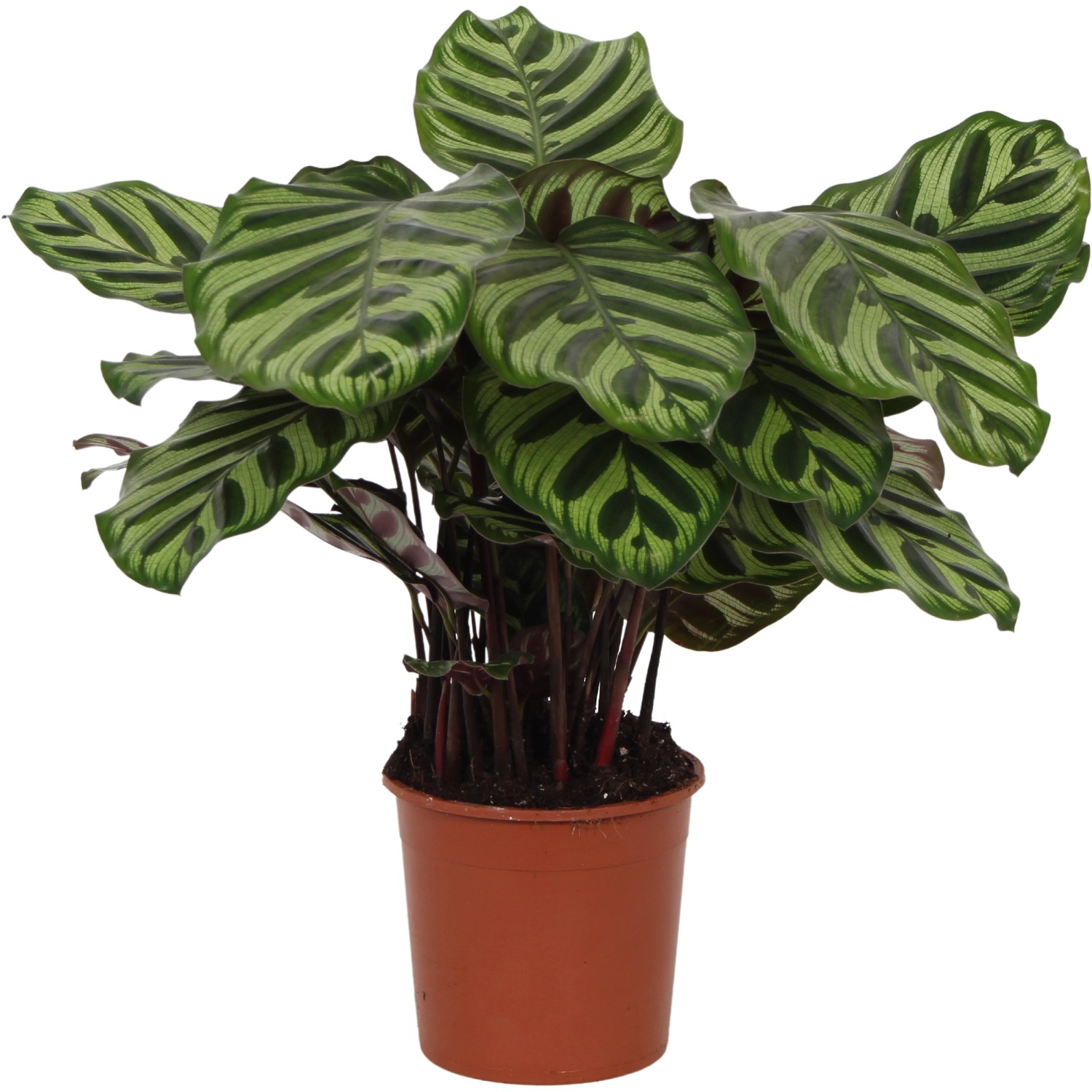 Calathea kaufen bei OBI