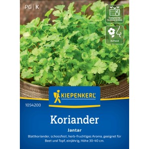 Kiepenkerl Koriander Jantar: Frischer Koriander im Topf, ideal für Küche und Garten.