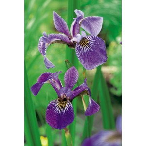Blau-violette Sumpfschwertlilie (Iris versicolor) im Topf, ideal für Teichränder und Feuchtgebiete.
