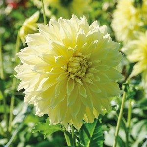 Gelbe Dahlie Kelvin Floodlight von GROW by OBI, Nahaufnahme der Blüte.