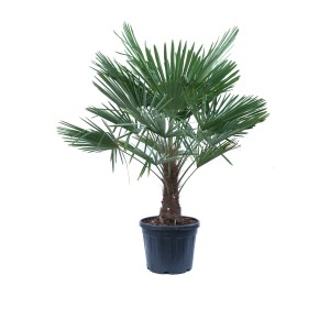 Hanfpalme (Trachycarpus fortunei) im Topf, ca. 200/250 cm hoch. Mediterranes Flair für Garten und Terrasse.