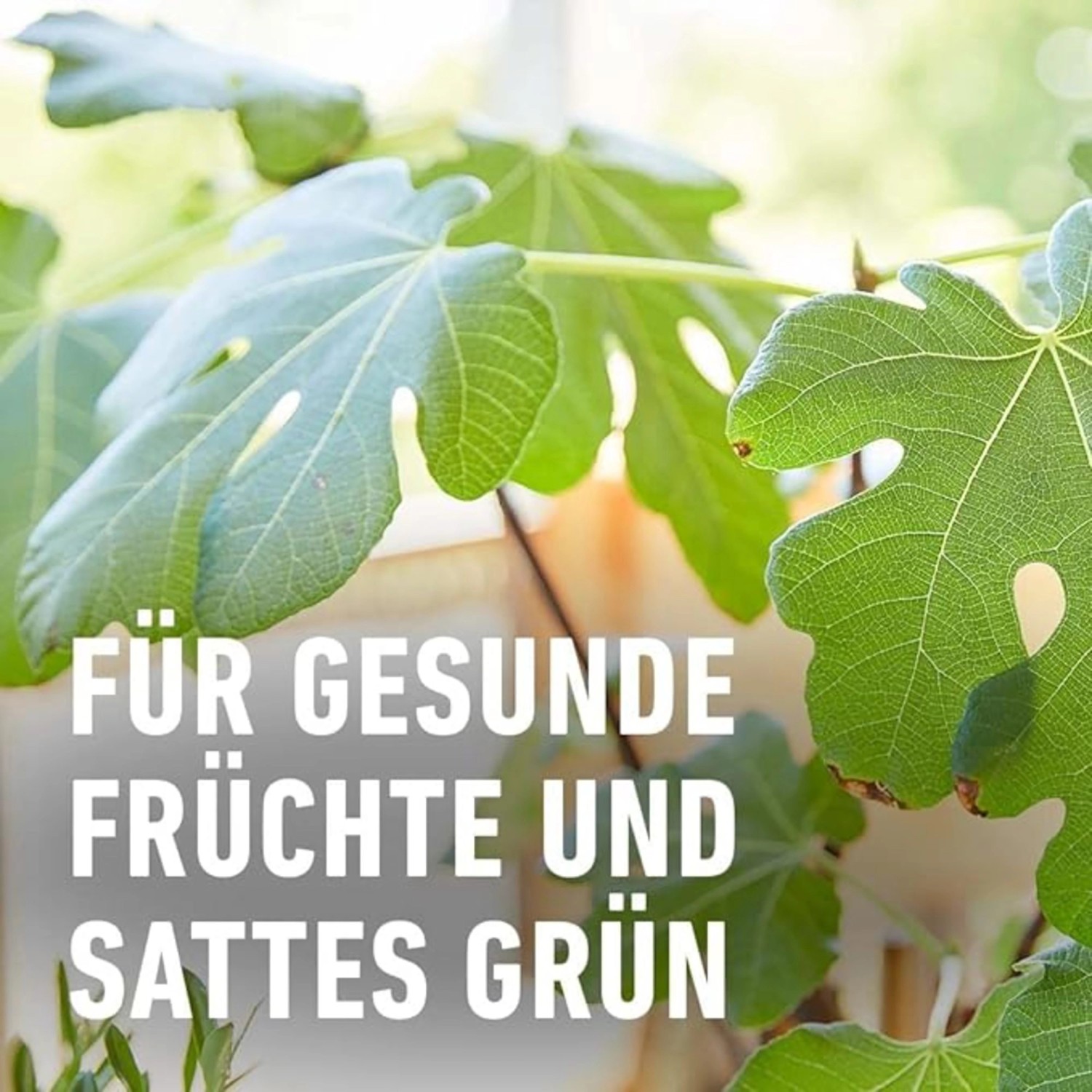 Compo Bio Zitruspflanzendünger 500 ml_6