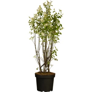 Kupfer-Felsenbirne (Amelanchier lamarckii) im Topf mit weißen Blüten und grünen Blättern.