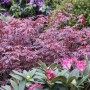 OBI Fächerahorn 'Atropurpureum' mit rotem Laub im 3 l Container.