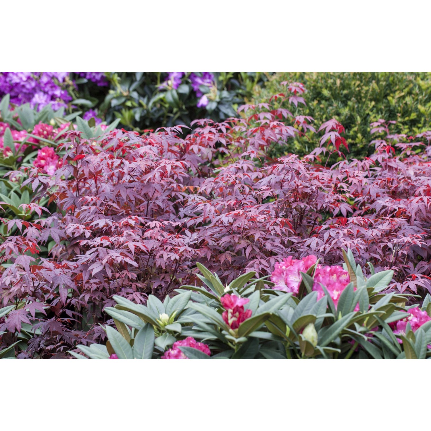 OBI Fächerahorn 'Atropurpureum' mit rotem Laub im 3 l Container.