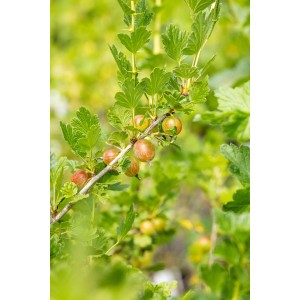 Zweig der roten Stachelbeere Captivator mit reifen Früchten und grünen Blättern.