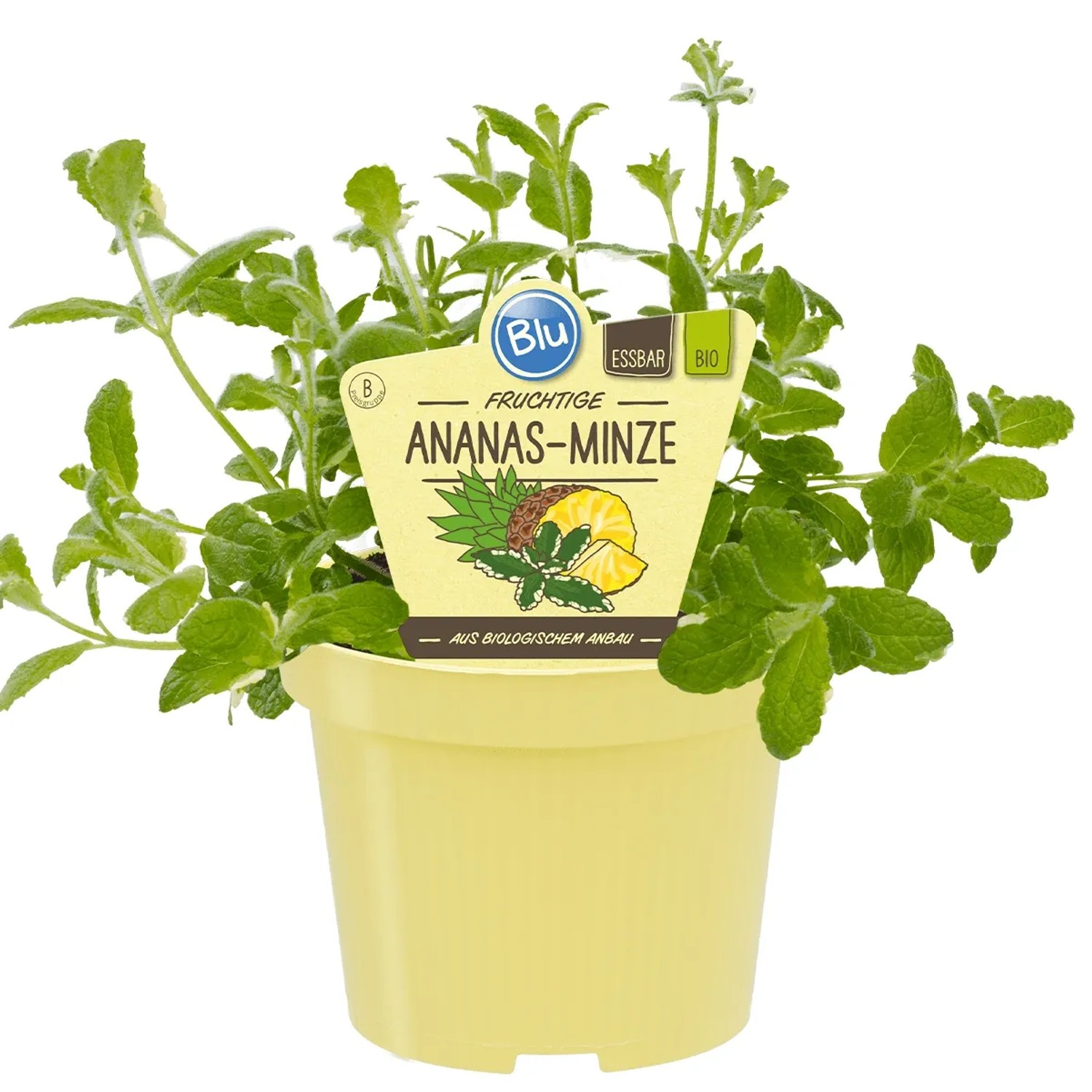 Blu Bio-Ananas-Minze im Topf, hellgrüne Blätter. Küchenkräuter für Tee und Desserts.
