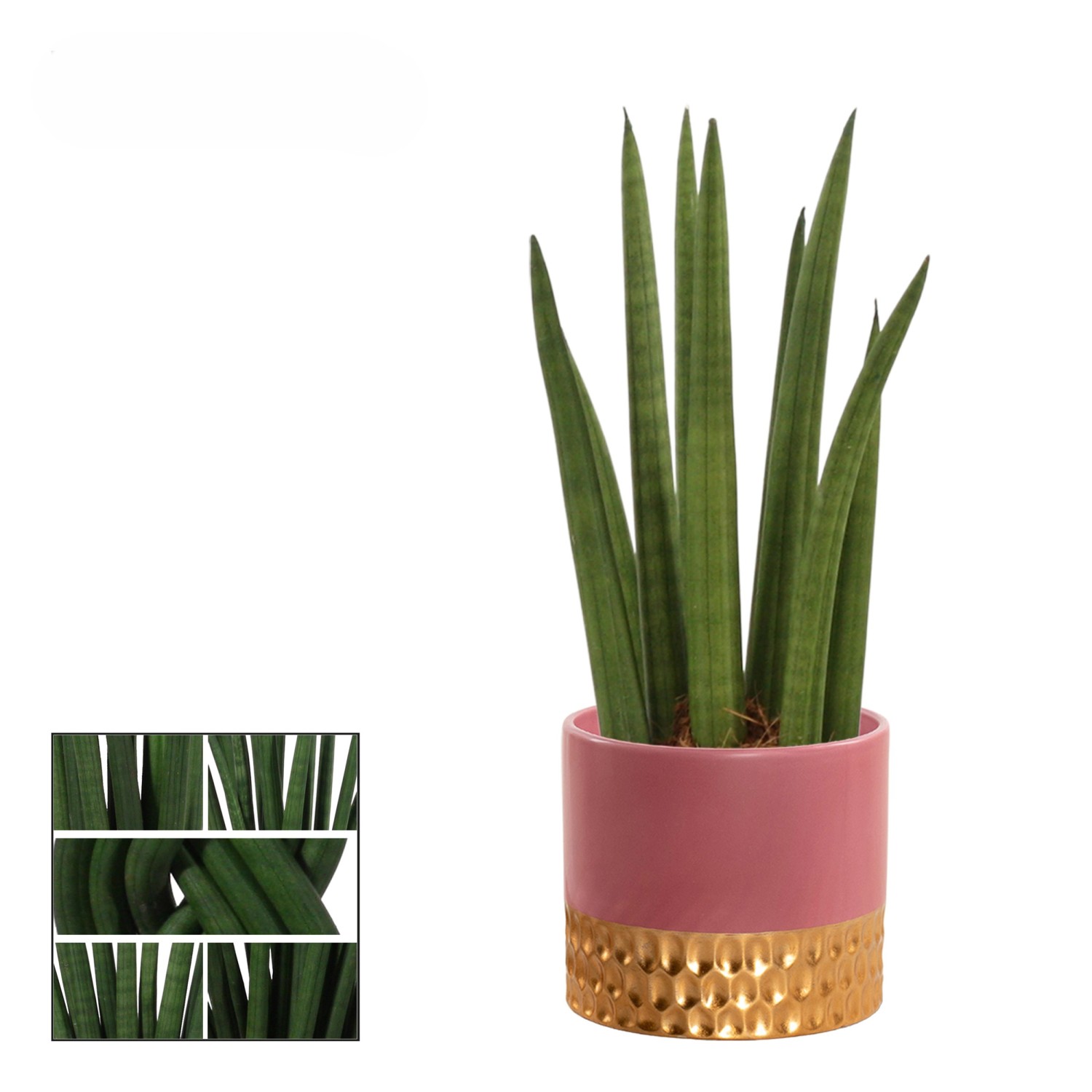 Bogenhanf in Sorten im Keramik-Gefäß Topf-Ø ca. 9 cm Sansevieria Cylindrica_3