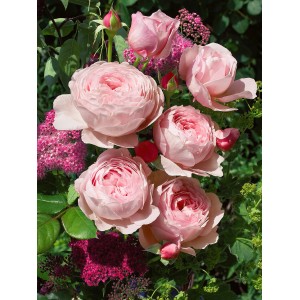 Englische Rosen David Austin mit zartrosa, gefüllten Blüten und aromatischem Duft.