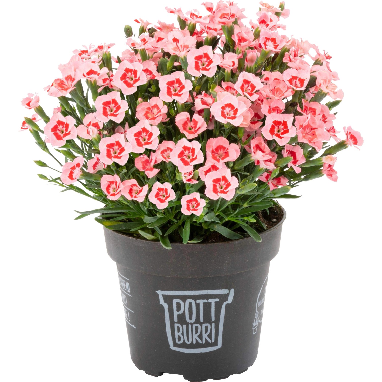 Pottburri Nelke "Peach Party" TopfØ ca. 13 cm Dianthus caryophyllus