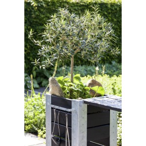 Olivenbaum (Olea europaea) als Stamm im Topf, ca. 80-100cm hoch, für Balkon und Terrasse.