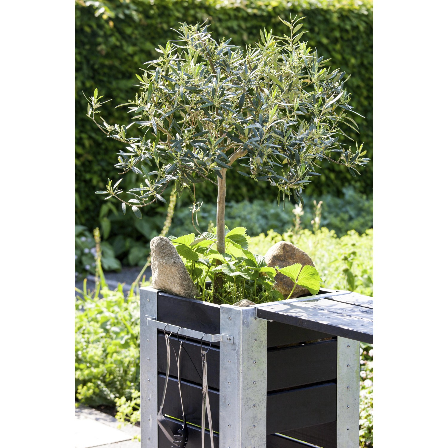 olivenbaum sorte leccino Olivenbaum Abo/Patenschaft / 3l Bio Extra Natives Olivenöl Leccino