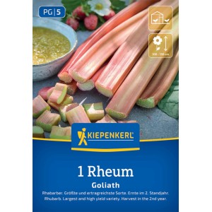 Kiepenkerl Rhabarber Goliath: Starkwüchsige Rhabarber-Sorte mit roten Stielen und grünen Blättern.
