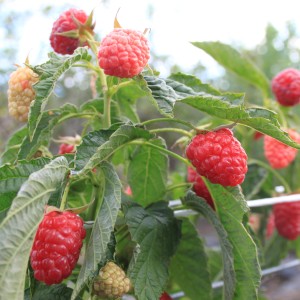 Blu Himbeere (Rubus idaeus) im Topf mit roten, reifen Früchten und grünen Blättern.