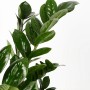 Glücksfeder (Zamioculcas zamiifolia) im Topf, eine pflegeleichte Grünpflanze von GROW by OBI.